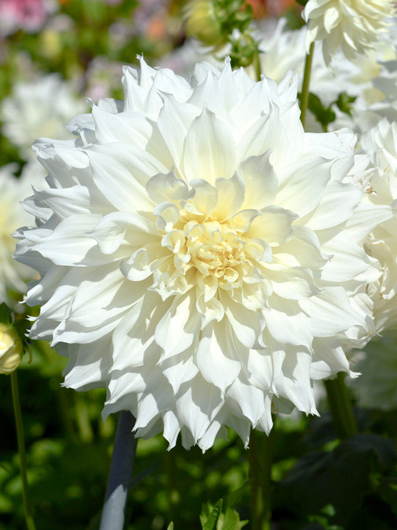Achat Dahlia Fleurel en ligne!