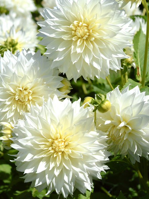 Dahlia Fleurel | DutchGrown™