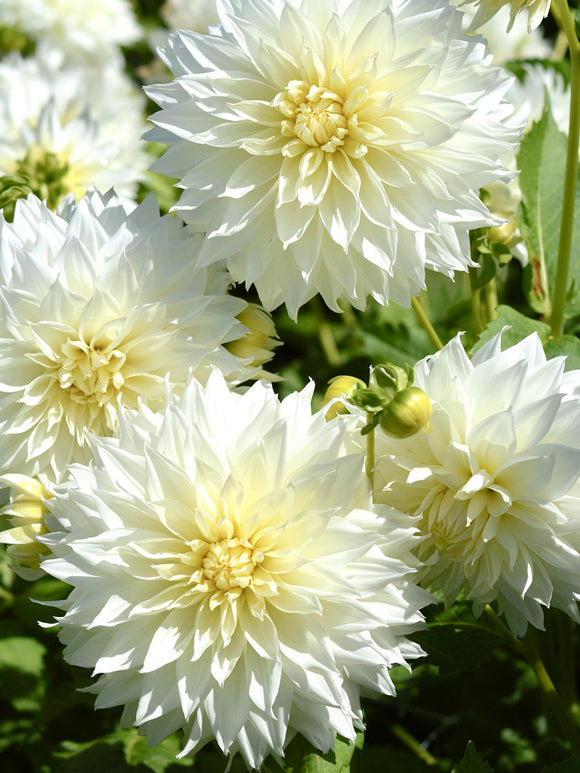 Dahlia Fleurel | DutchGrown™