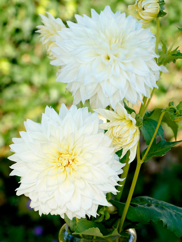 Achat bulbes dahlias Fleurel pour votre jardin