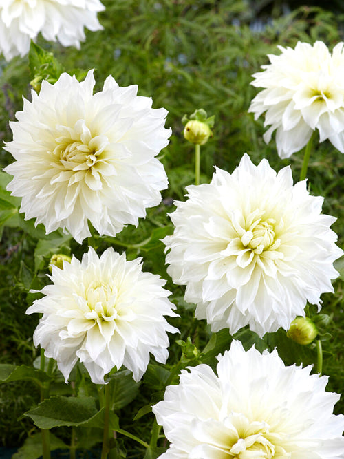 Acheter Dahlia Fleurel