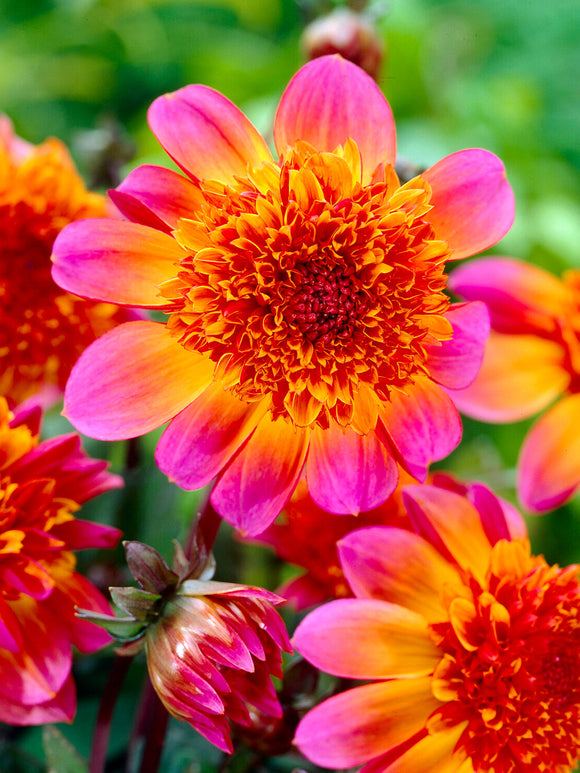 Dahlia Floorinoor dahlia à fleur d'anémone avec grands pétales rose magenta et cœur dense orange cuivré en pleine floraison dans un massif