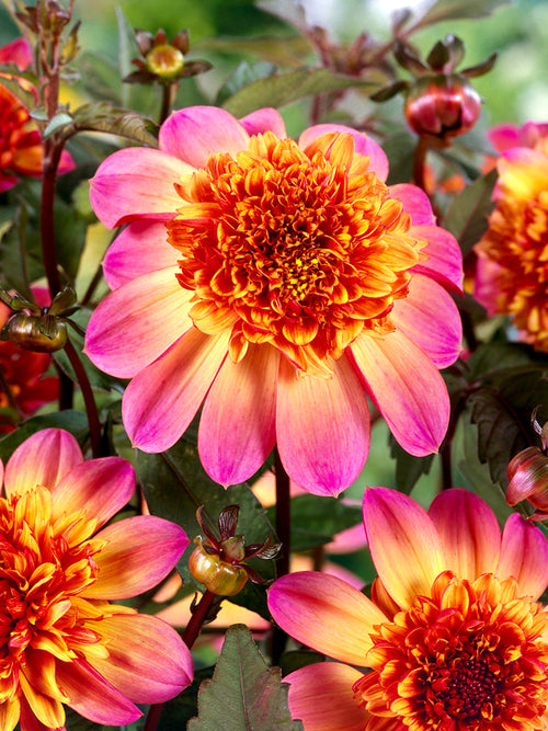 Gros plan sur la fleur du Dahlia Floorinoor montrant le contraste entre pétales rose vif et centre bombé orange rouge profond