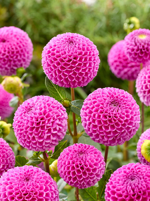 Gros plan sur la fleur du Dahlia Franz Kafka avec des fleurs sphériques densément remplies en rose chaud profond avec légère nuance lilas