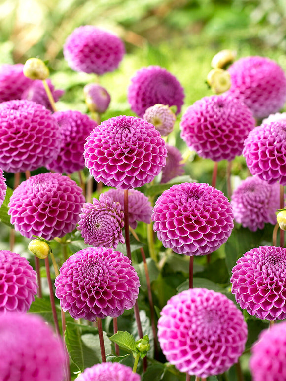 Dahlia pompon Franz Kafka en pleine floraison avec de petites têtes florales parfaitement rondes roses idéales comme fleurs coupées dans un jardin estival