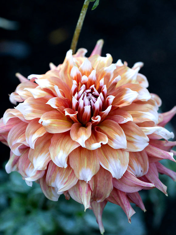Acheter des tubercules de Dahlia Frost Nip pour le jardin d'été