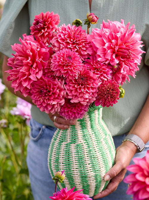 Decorative pink dahlias with layered petals