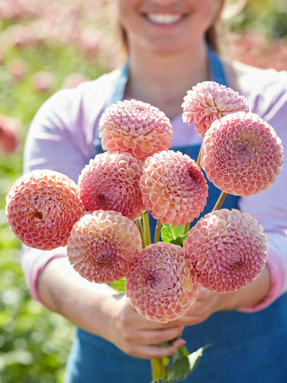 Tubercules de Dahlia Cornel Salmon, livraison au printemps pour une plantation printanière