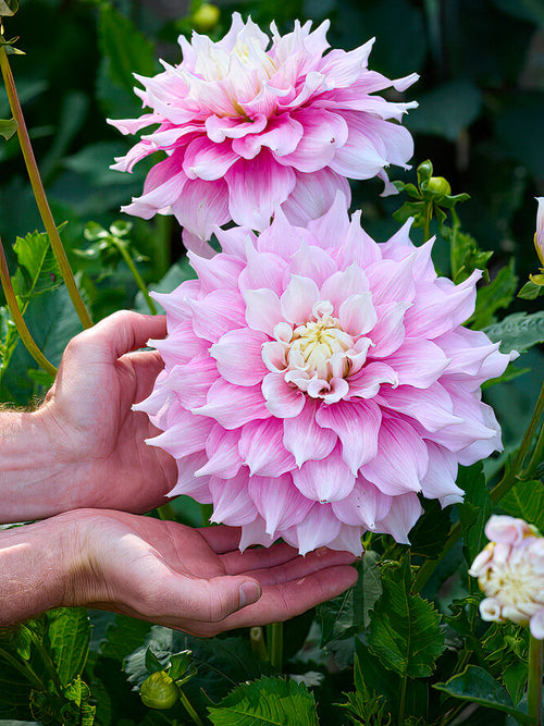 Grande fleur de dahlia ‘Gitts Perfection’