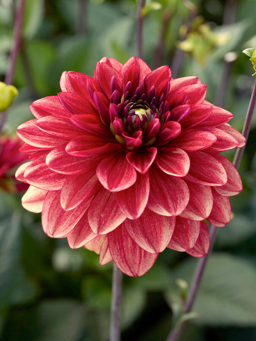 Tubercules de Dahlia Glossy Maracana, livraison au printemps pour une plantation printanière