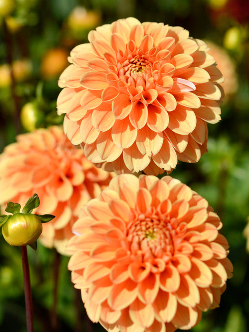 Dahlia Golden Scepter de Hollande