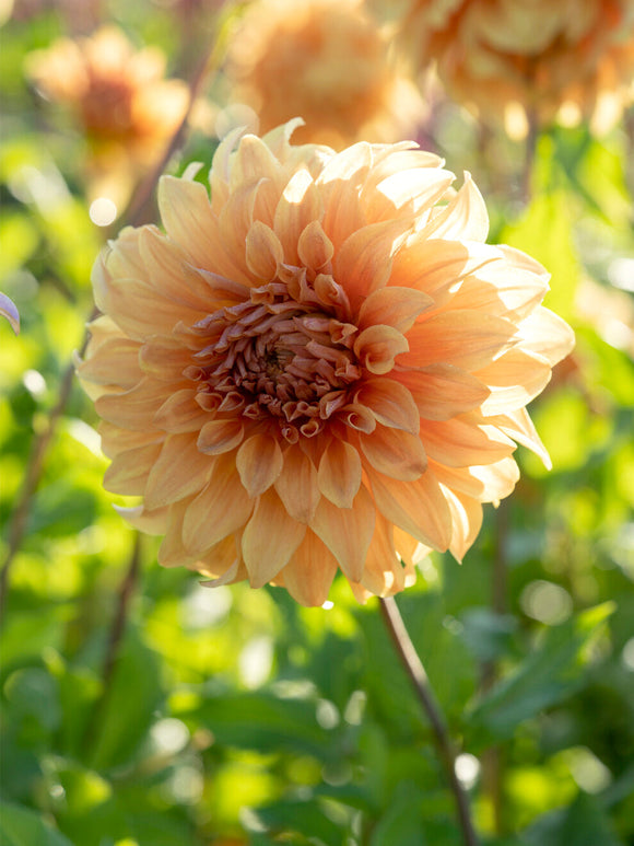 Tubercules de Dahlia Great Hercules aux grandes fleurs pêche et abricot