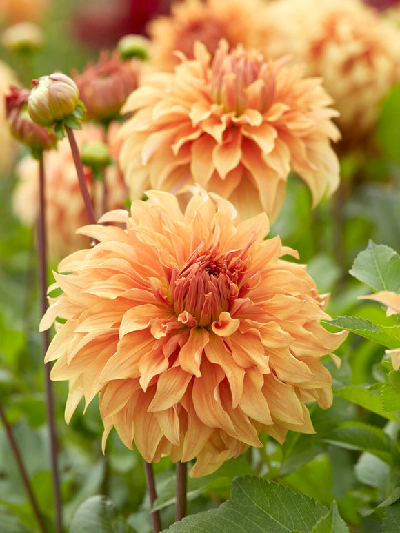 Tubercules de Dahlia Great Hercules pour massifs et jardins de fleurs à couper