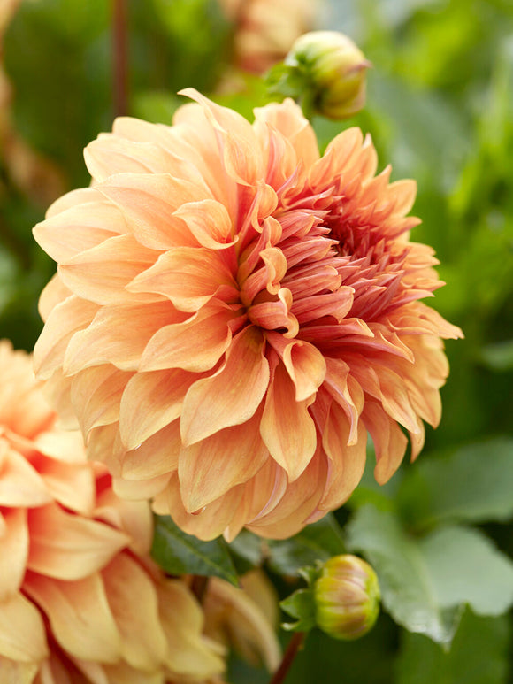 Tubercules premium de Dahlia Great Hercules pour plantation au printemps