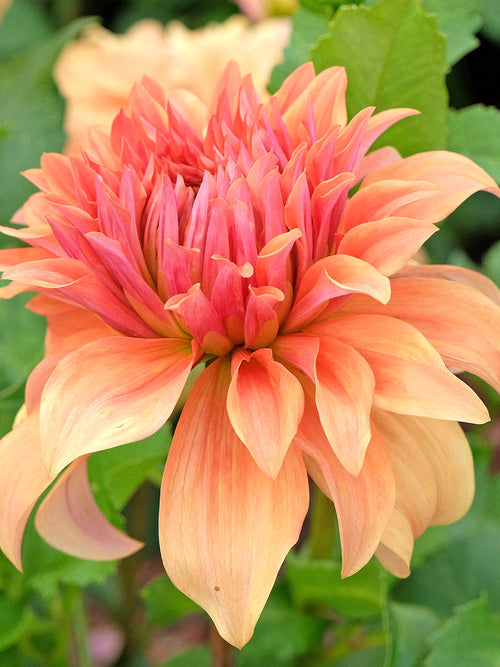 Acheter des tubercules de Dahlia Great Hercules pour le jardin d'été