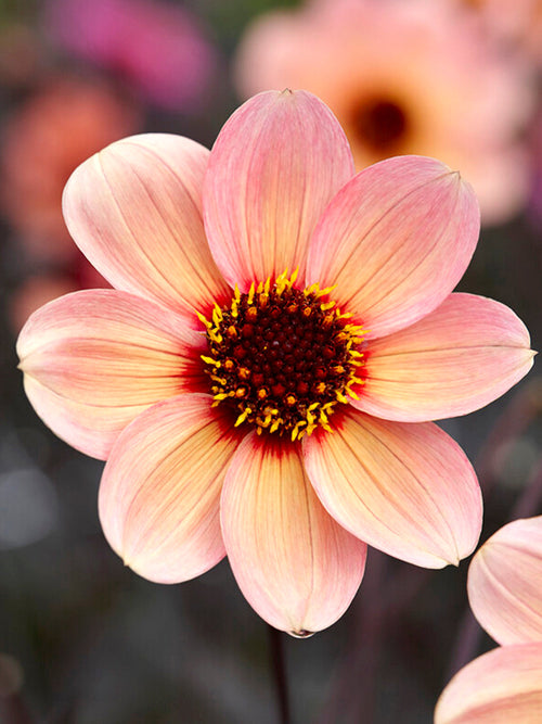 Acheter Dahlia HS Kiss