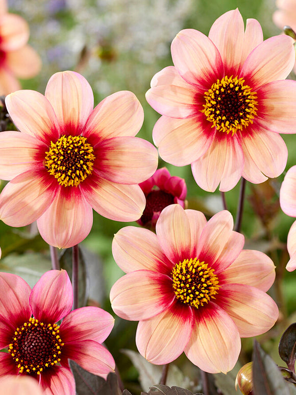 Commandez vos Dahlia HS Kiss pour les recevoir au printemps !