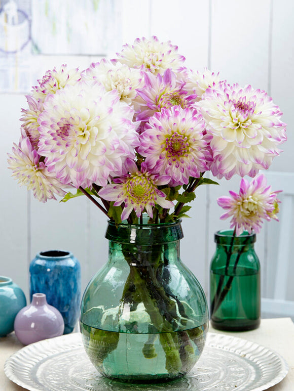 Acheter Dahlia Hapet Blue Eyes