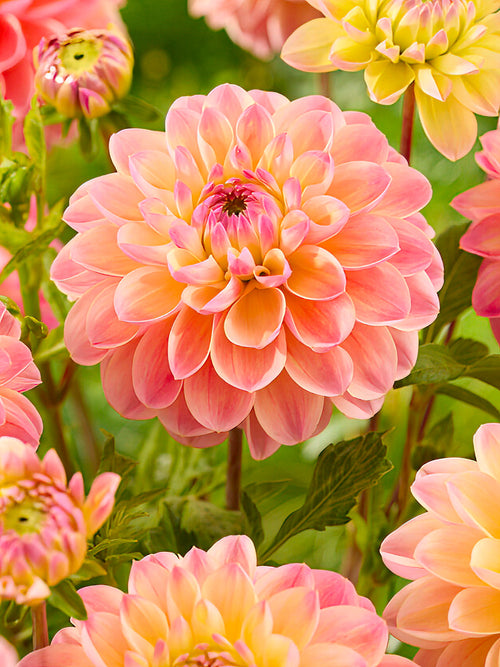 Dahlia ‘Hapet Pastel’ rose pêche pastel