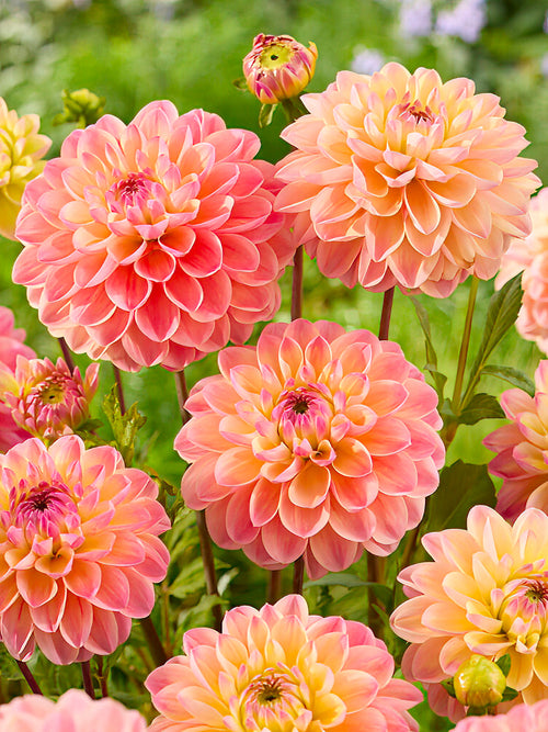 Fleur douce du dahlia ‘Hapet Pastel’