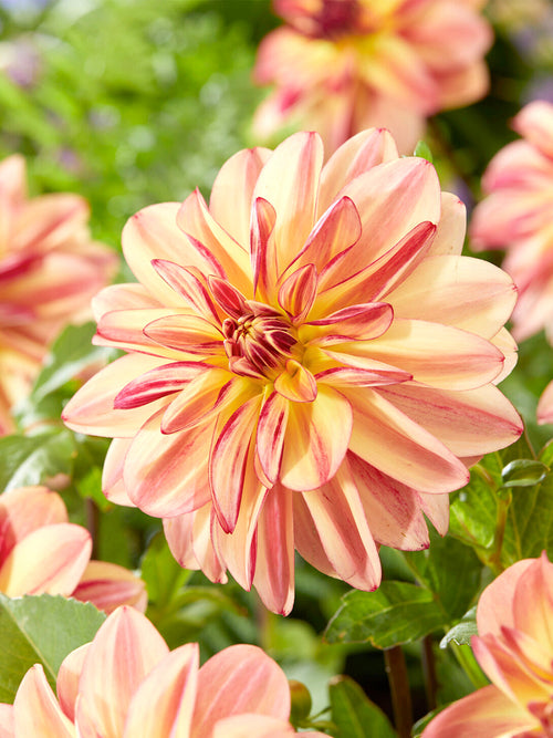 Tubercules de Dahlia Happy Butterfly type nénuphar, livraison au printemps