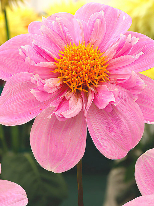 Dahlia ‘Hartenaas’ au jardin en été