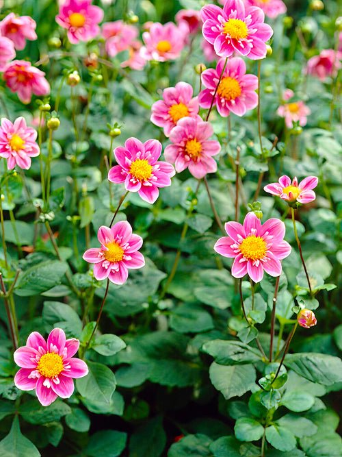 Pétales rose tendre et centre doré du Dahlia ‘Hartenaas’
