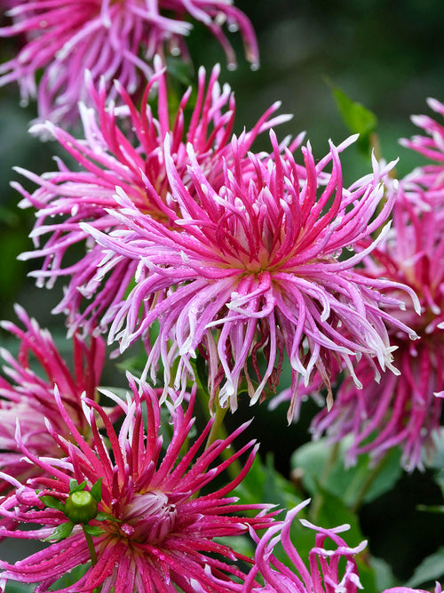 Acheter des tubercules de Dahlia Hollyhill Spiderwoman pour le jardin d'été