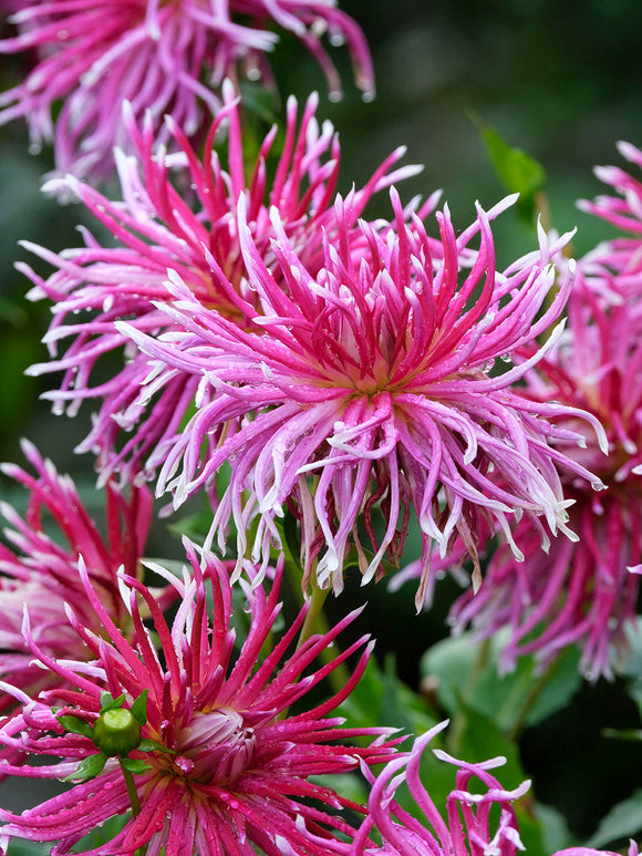 Acheter des tubercules de Dahlia Hollyhill Spiderwoman pour le jardin d'été