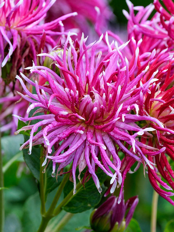 Tubercules de Dahlia Hollyhill Spiderwoman aux fleurs magenta et rose