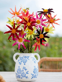 Collection de Dahlias Honka Harmony