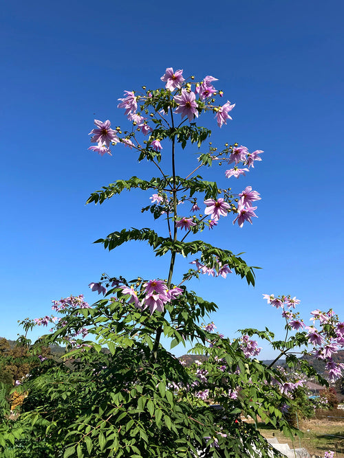 Tubercules de Dahlia Imperialis arborescent, livraison au printemps