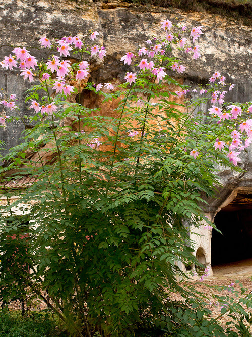 Tubercules de Dahlia Imperialis aux fleurs rose pâle et lavande