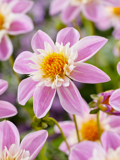 Tubercules de Dahlia Impression Famoso, livraison au printemps pour une plantation printanière