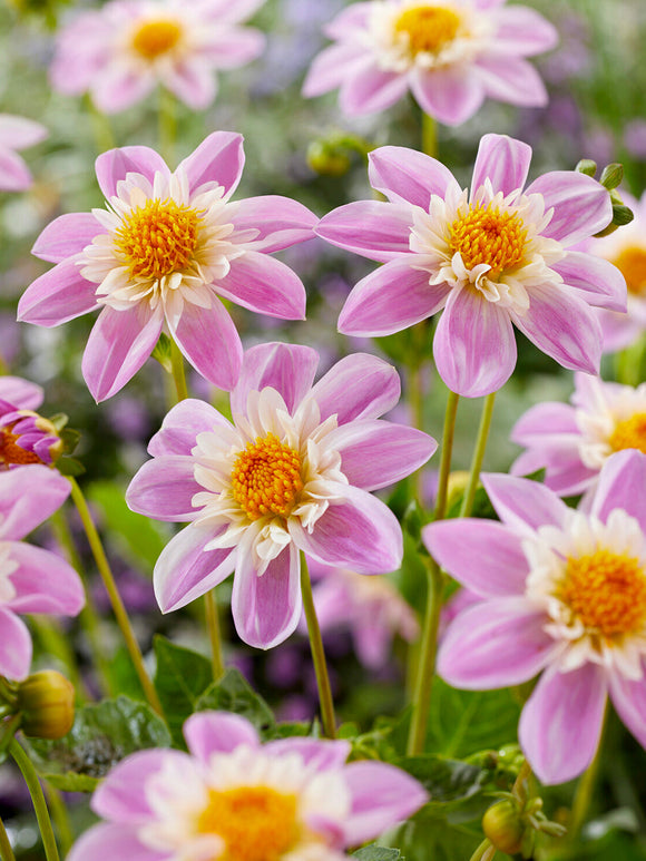 Acheter des tubercules de Dahlia Impression Famoso pour le jardin d'été