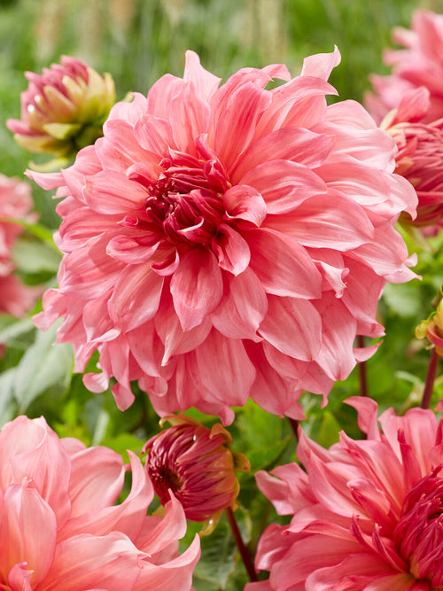 Tubercules de Dahlia Islander à fleurs géantes, livraison au printemps