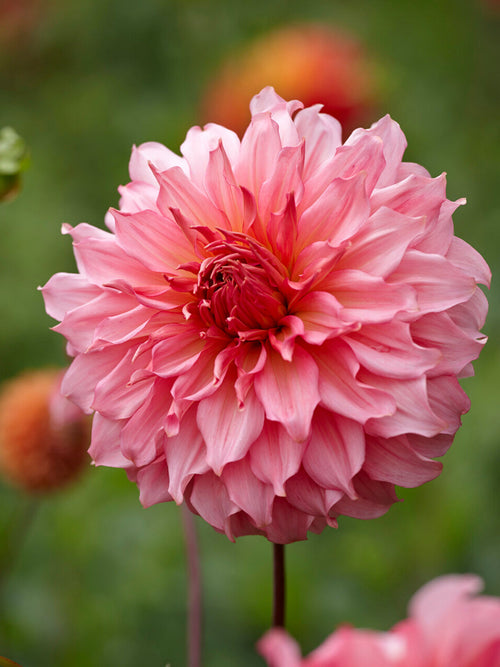 Tubercules de Dahlia Islander, livraison au printemps pour une plantation printanière