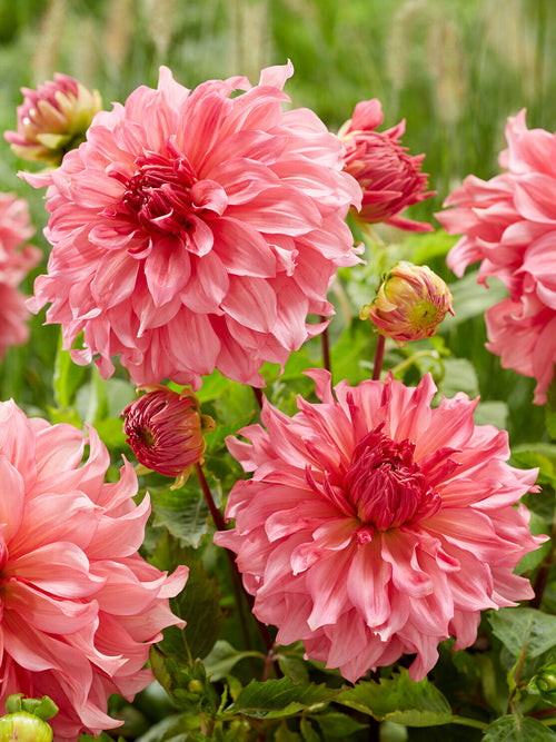 Tubercules de Dahlia Islander pour massifs et jardins de fleurs à couper