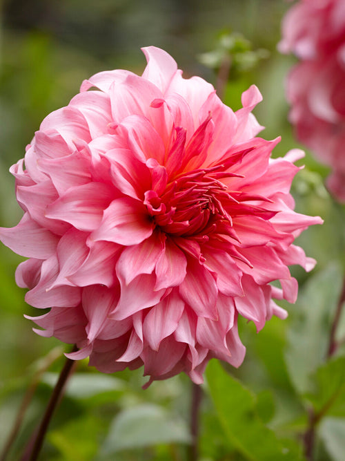 Tubercules de Dahlia Islander aux grandes fleurs rose coquillage