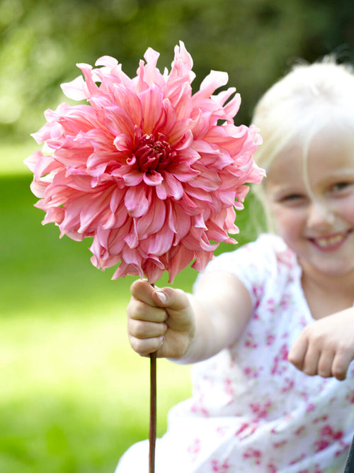 Acheter des tubercules de Dahlia Islander pour le jardin d'été