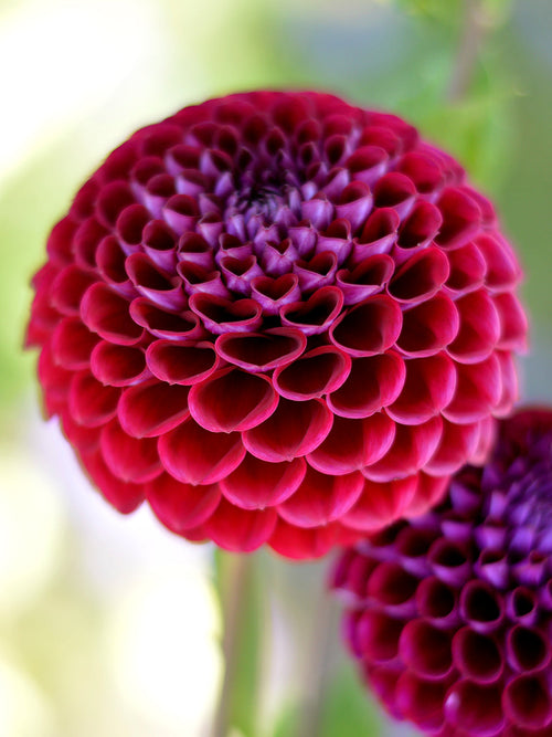 Achat bulbes dahlias Ivannetti pour votre jardin