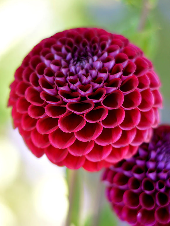 Achat bulbes dahlias Ivannetti pour votre jardin
