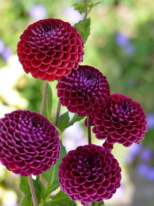 Dahlia Ivannetti - Bulbes à fleurs