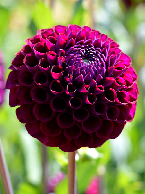 Commandez vos Dahlia Ivannetti pour les recevoir au printemps !