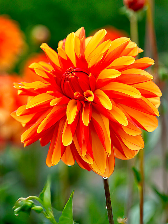 Dahlia ‘Japlou’ orange et rouge