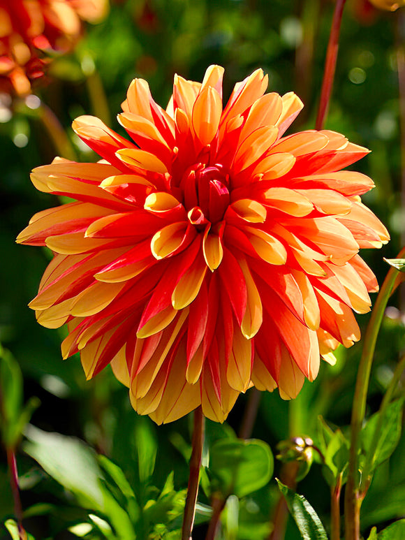 Massif chaud de dahlias ‘Japlou’