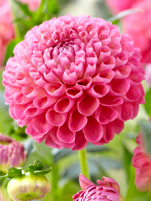 Dahlia rose Jowey Frambo