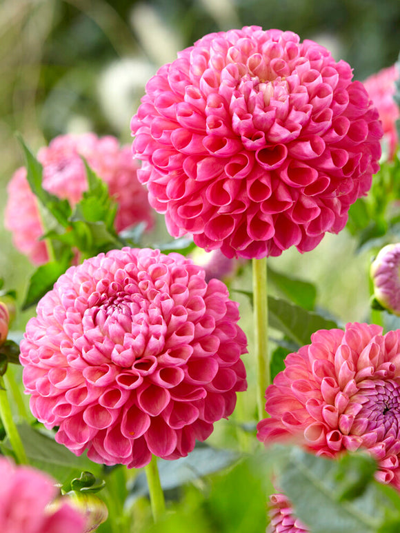Achat bulbes Dahlias Jowey Frambo pour votre jardin