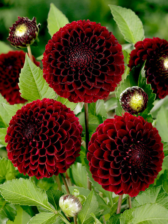 Acheter Dahlia Jowey Mirella