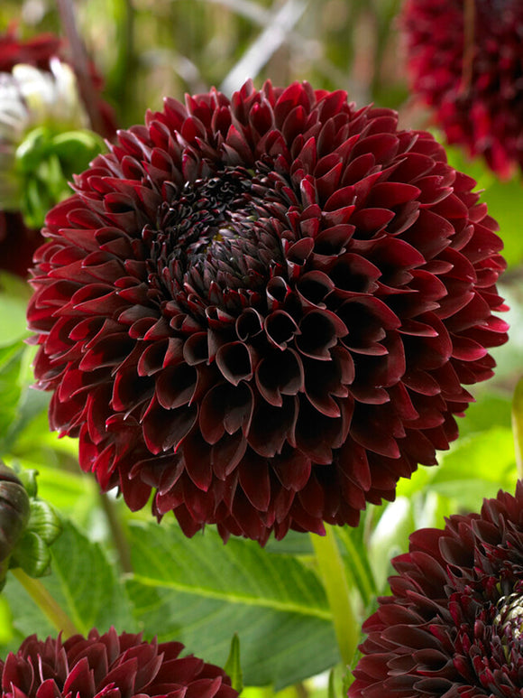 Commandez vos Dahlia Jowey Mirella pour les recevoir au printemps !